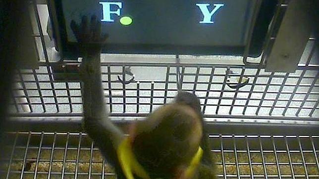 Los monos son capaces de hacer sumas básicas