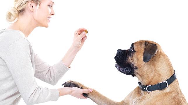 Un perro escucha a su dueño con una atención muy parecida a la humana