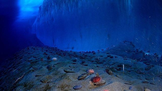 ¿Qué significa Antártida?