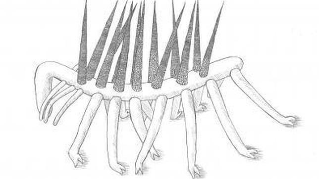 El Hallucigenia sparsa