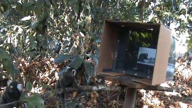 Varios monos aprenden el truco para abrir una caja viendo un vídeo en medio de la selva