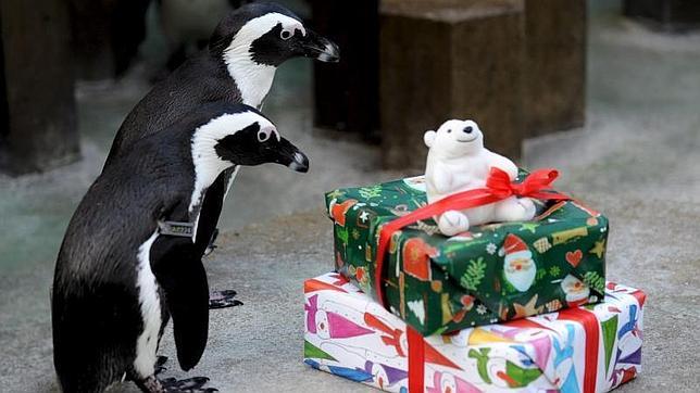 Dos pingüinos africanos observan sus regalos de Navidad en el zoo de Hanover (Alemania)