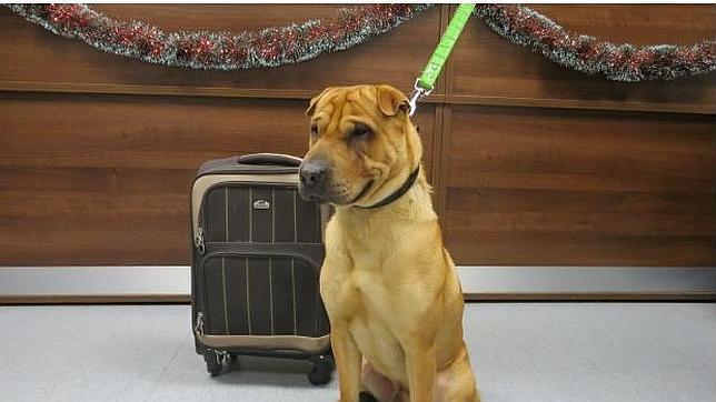 Abandona a su perro en una estación de tren, pero con una maleta con sus pertenencias