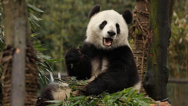 Hay otros dos osos panda diagnosticados y cuatro más que presentan síntomas propios de la enfermedad de moquillo