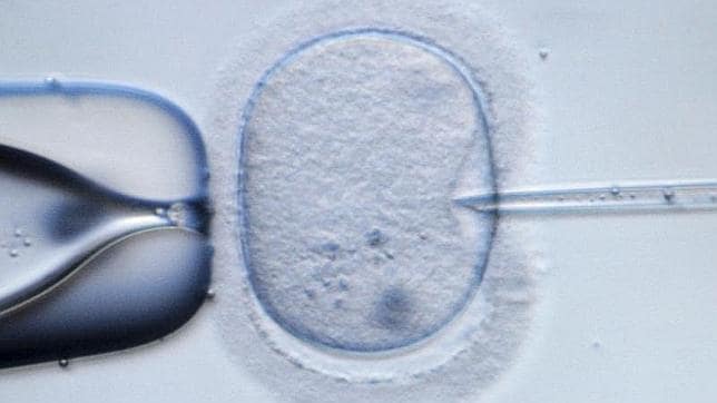 Fotografía de archivo tomada el 9 de febrero de 2009 que muestra un óvulo siendo inyectado para una demostración en un laboratorio de Dresde (Alemania).