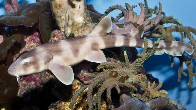 Un ejemplar de tiburón bambú de banda marrón en el Acuario Steinhart