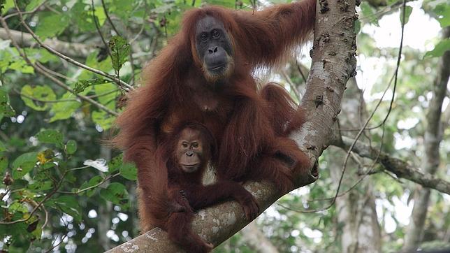 Devuelven al medio natural a una hembra de orangután ciega y a sus crías