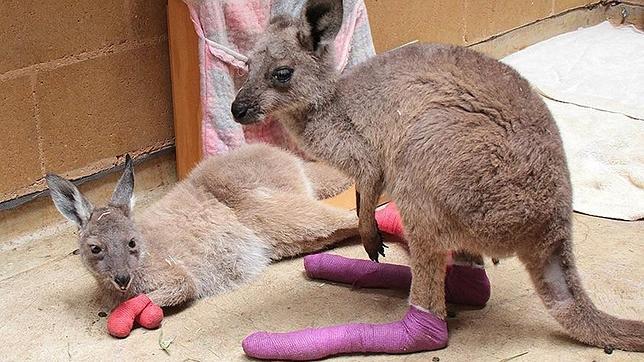 El zoo de Adelaida acoge a 9 crías de canguro heridas durante los incendios de Australia