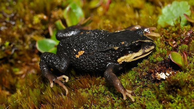 Describen una nueva especie de rana andina... y ya podría estar en peligro