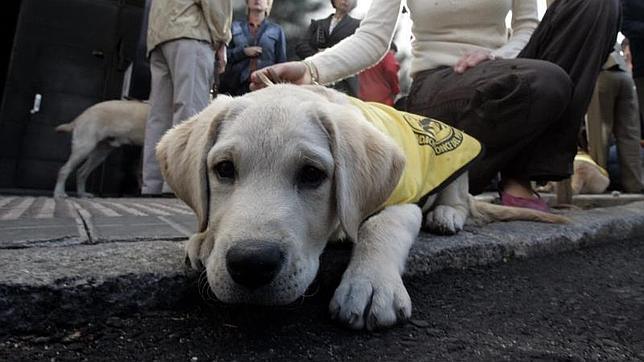 Condenan a una mujer invidente a abonar 28.000 euros a una viandante que tropezó con su perro-guía