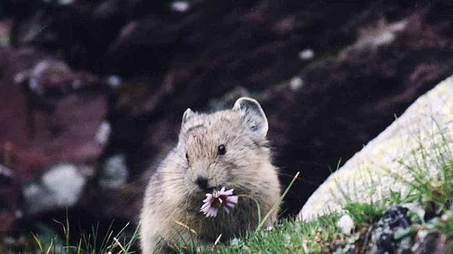 Un roedor olfatea una flor