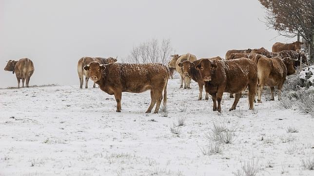Un grupo de vacas en un prado nevado en el municipio ourensano de Chandrexa de Queixa