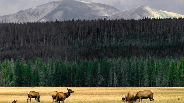 Una fuga en un oleoducto vierte crudo en el río Yellowstone (Montana)