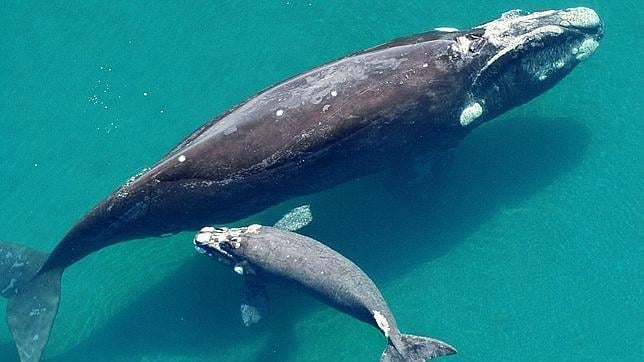 Adopta a una ballena franca austral
