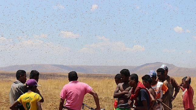 La plaga de langosta empezó a extenderse en Madagascar en 2012