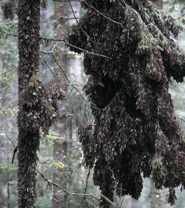 Han llegado más mariposas monarca a los santuarios mexicanos esta temporada