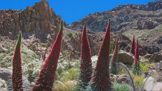 Parque Nacional del Teide: la abeja de la miel está alterando en gran medida su sistema natural