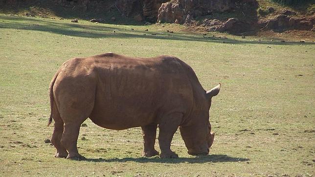 Un rinoceronte en su medio natural