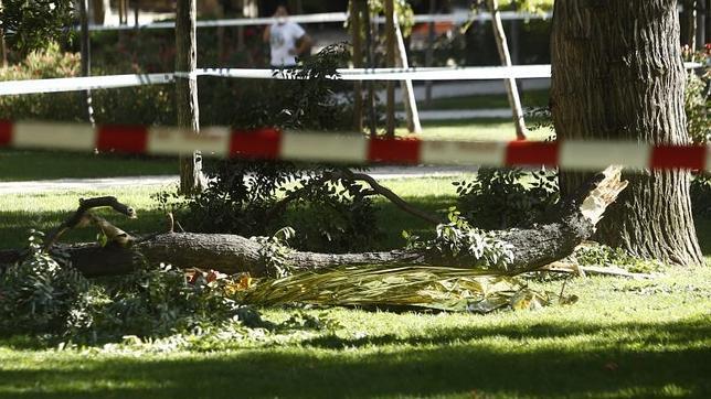 El Retiro se cerrará los días de fuerte viento, y no se plantarán chopos, olmos y falsas acacias