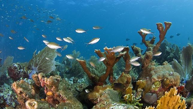 Gran Barrera de coral de Australia: «evolución asistida»