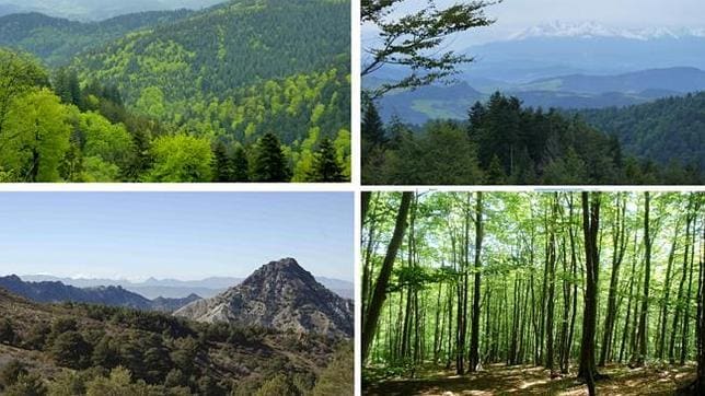 Han comparado la respuesta fisiológica a años secos en 160 áreas forestales que representan cinco tipos diferentes de bosques