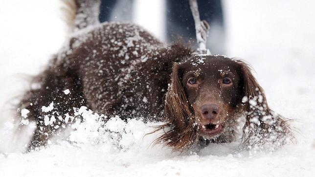 ¿Qué hacer si te muerde un perro?