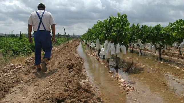 Un viticultor pasea al lado de los viñedos anegados por el agua