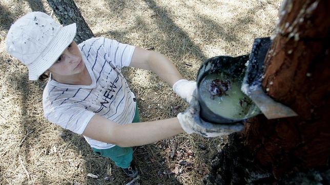 España podría crear 15.000 empleos con la resina de los pinos