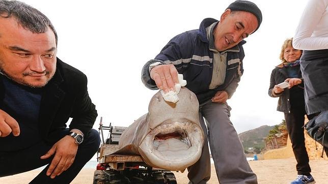 Aparece un tiburón de tres metros de longitud en una playa alicantina