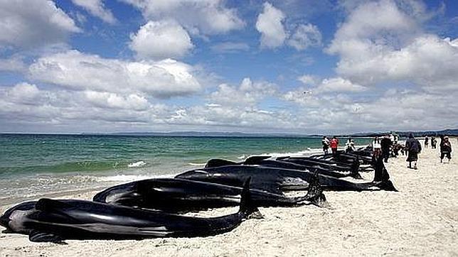 Varamiento masivo de ballenas piloto en Nueva Zelanda