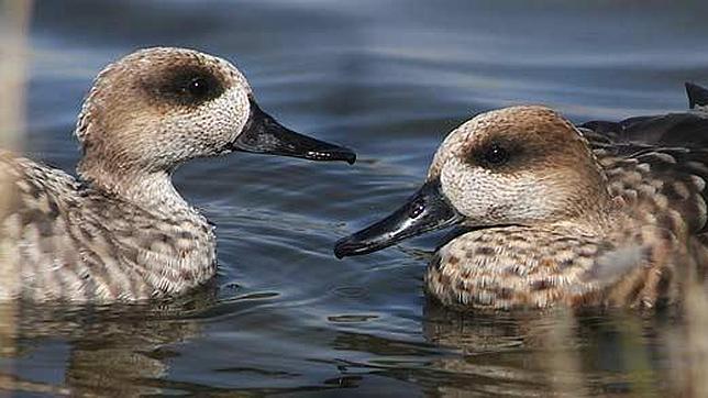 Abatida por error en Alicante una de las aves más amenazadas de Europa