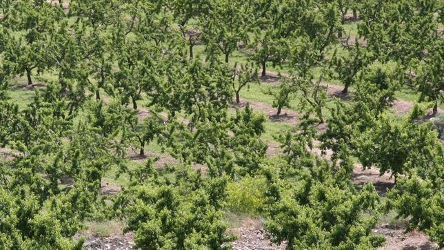 La fruta aragonesa pone rumbo a los países árabes