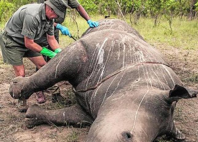 ABC con el CSI sudafricano que persigue a los cazadores furtivos de rinocerontes