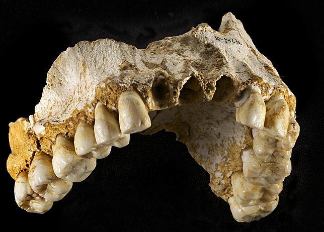 Investigadores españoles descubren que el neandertal ya dividía el trabajo por sexos