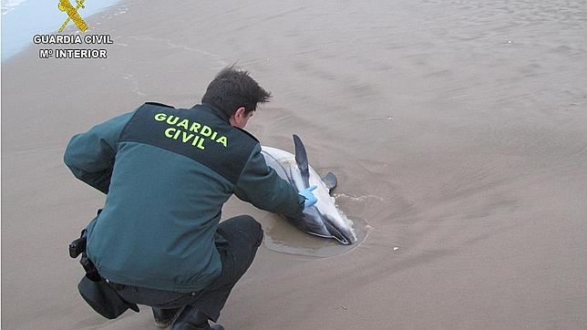 Hallan un delfín de 150 kilos muerto en una playa de Valencia