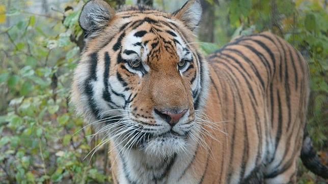 Filman a una familia de tigres siberianos en China