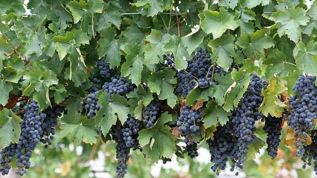 El resveratrol de las uvas combate la infertilidad por obesidad