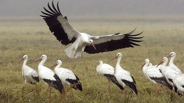 Las «mamás» cigüeña se contaminan con pesticidas cuando invernan en África