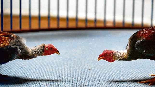 El mundo de las peleas de gallos gana adeptos en Canarias