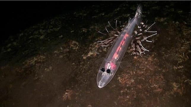 Hallan especies hasta ahora desconocidas en aguas canarias