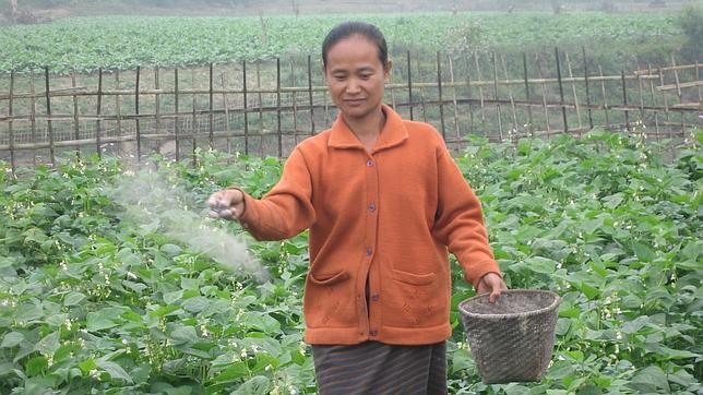 Uno de los campos de cultivo de Camboya, dirigidos por el programa de Producción Familiar de Alimentos