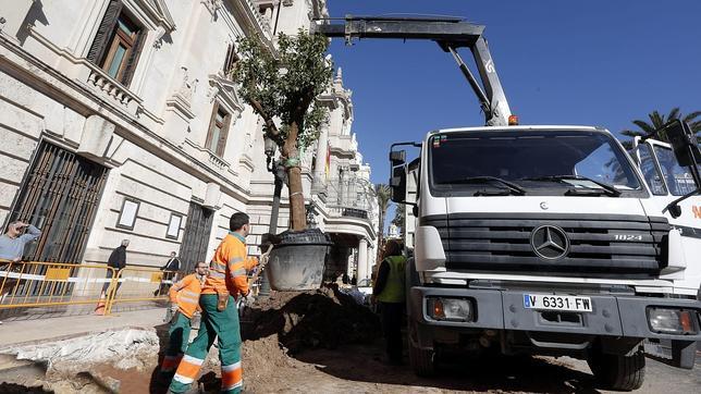 La plaza del Ayuntamiento de Valencia cambia sus palmeras por naranjos