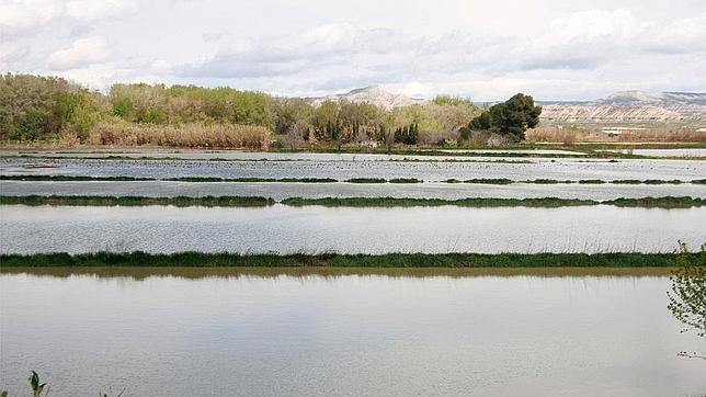 Miles de hectáreas de cultivo están inundadas por el Ebro desde hace un mes