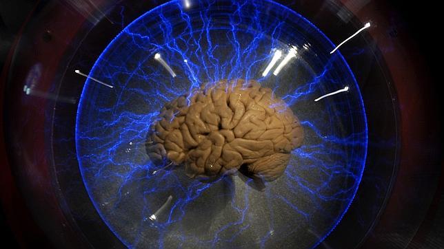 Un cerebro real en una exposición en Brasil