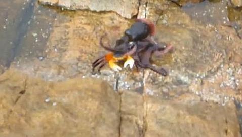 Vídeo: El pulpo que emerge a la superficie para cazar cangrejos