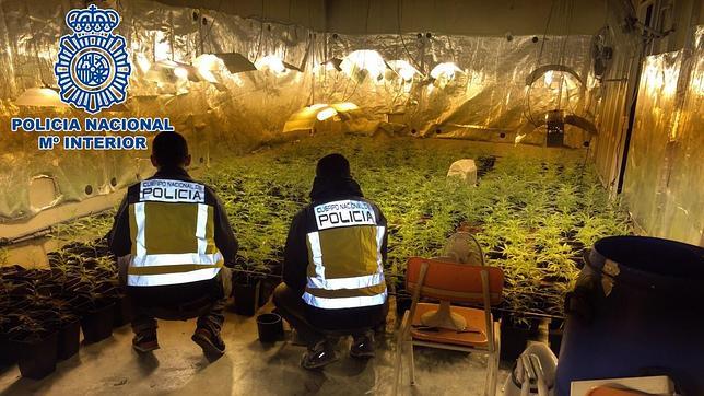 Detenido un empresario de ocio nocturno por tener 1.735 plantas de marihuana en su chalé