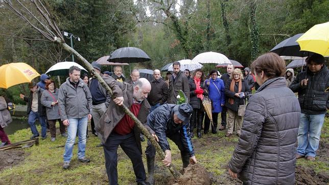 Árboles para alimentar la memoria de Angrois