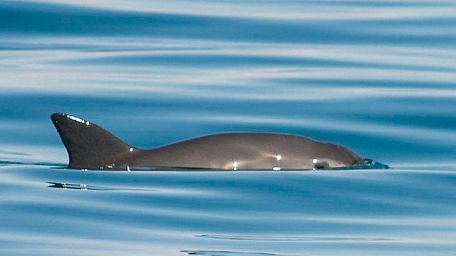 México suspenderá la pesca de enmalle en el golfo de California para ayudar a la vaquita