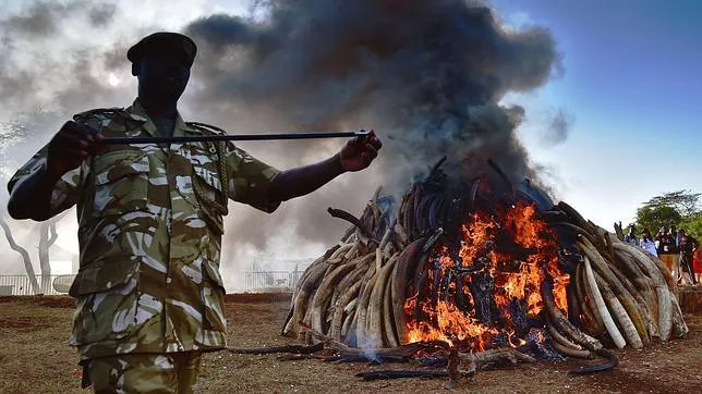 Kenia quema 15 toneladas de marfil para pedir el final de la caza furtiva