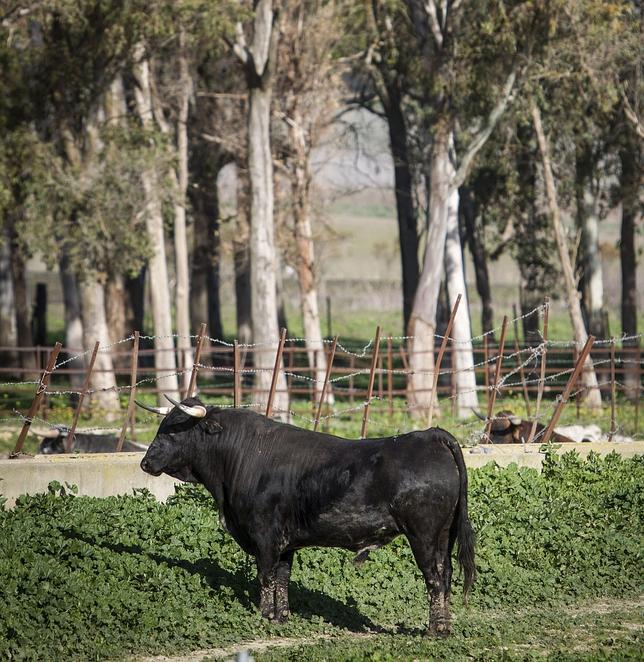 ¿Hay un mundo más ecologista que el del toro de lidia?